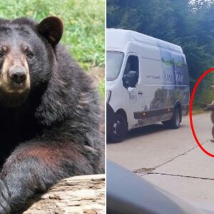 Bear Tries To Open Car Door During Man's Crazy Drive Home