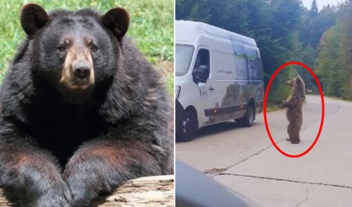 Bear Tries To Open Car Door During Man's Crazy Drive Home