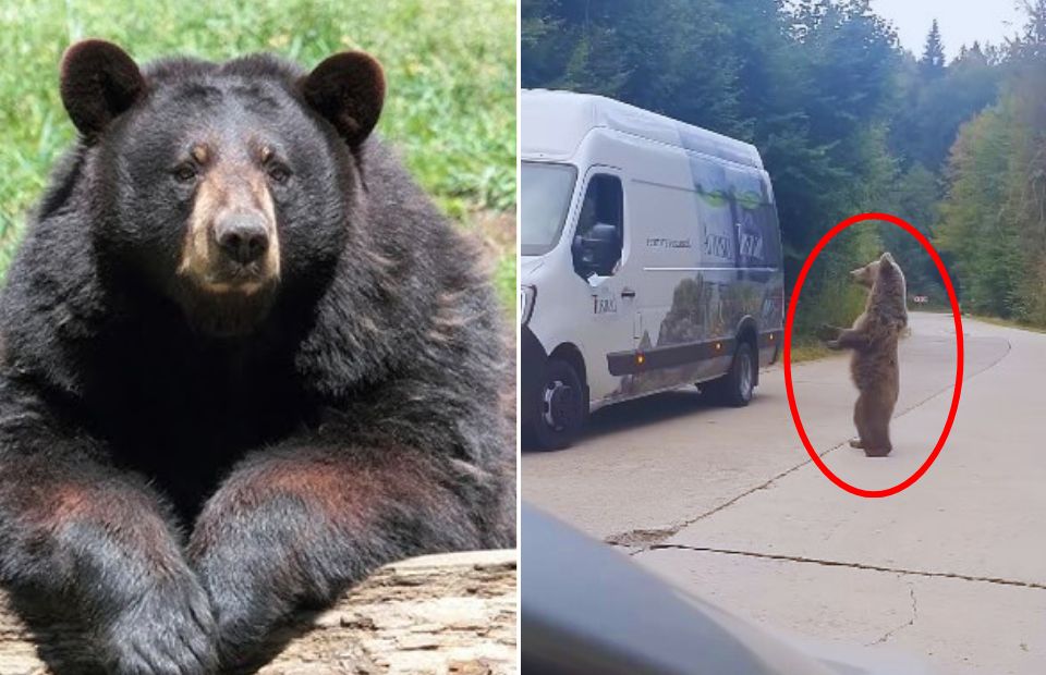 Bear Tries To Open Car Door During Man's Crazy Drive Home