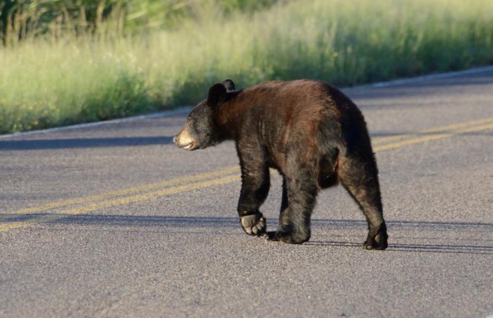 Bear Tries To Open Car Door During Man's Crazy Drive Home