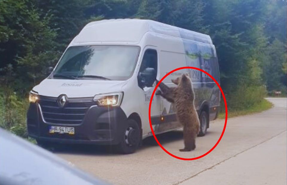 Bear Tries To Open Car Door During Man's Crazy Drive Home