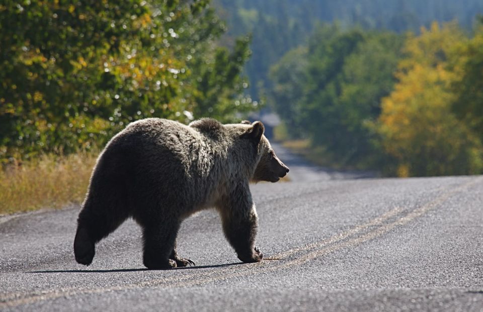 Bear Tries To Open Car Door During Man's Crazy Drive Home
