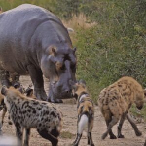 Animals That Could Defeat a Ferocious Hippo