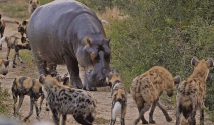 Animals That Could Defeat a Ferocious Hippo