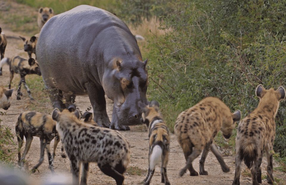 Animals That Could Defeat a Ferocious Hippo