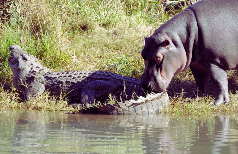 Animals That Could Defeat a Ferocious Hippo