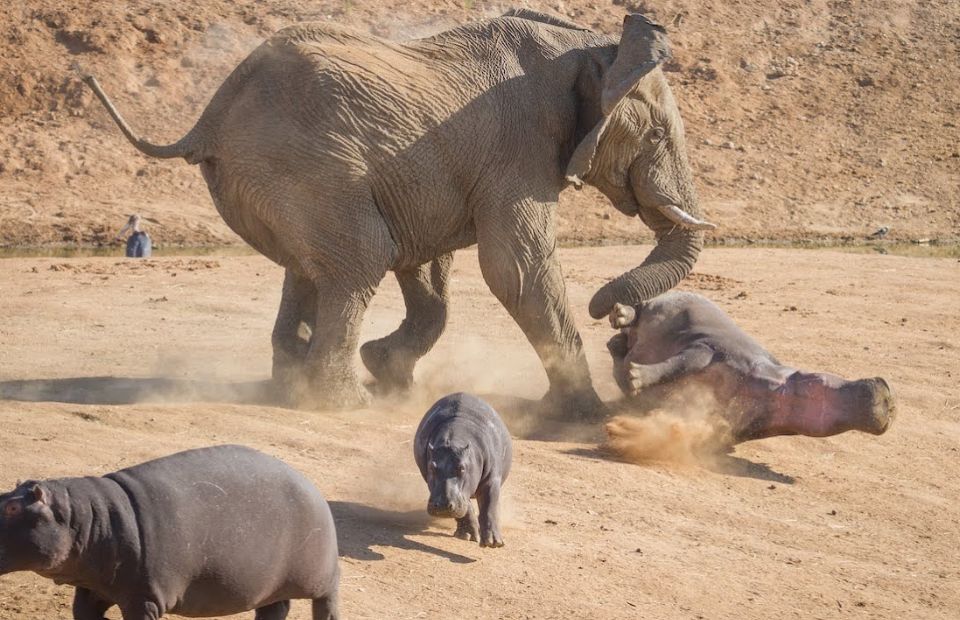 Animals That Could Defeat a Ferocious Hippo