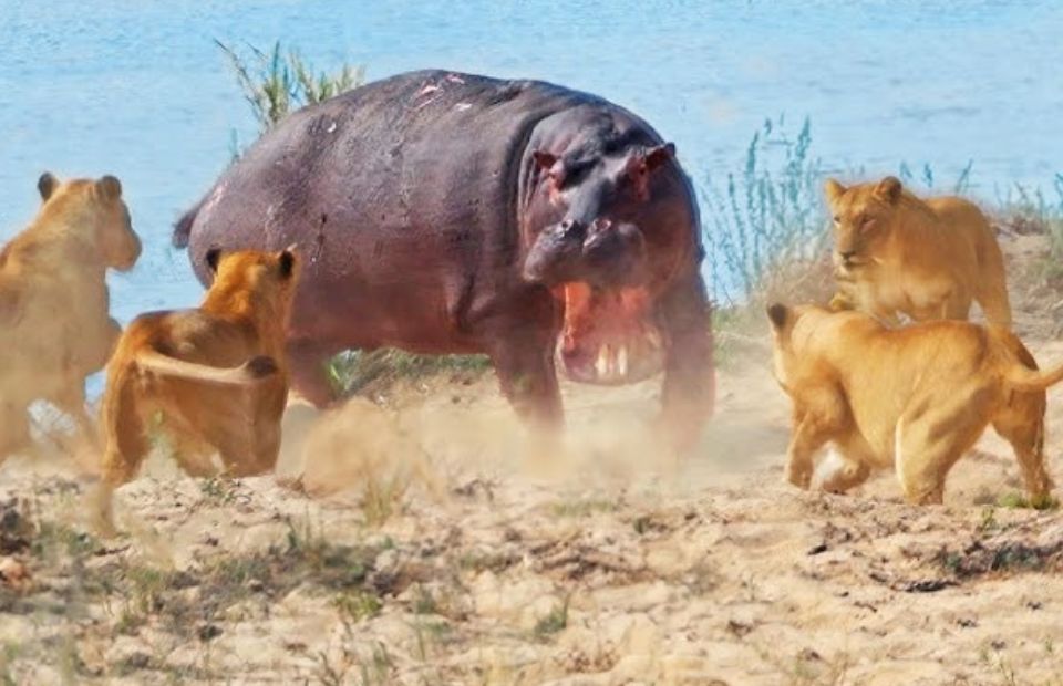 Animals That Could Defeat a Ferocious Hippo