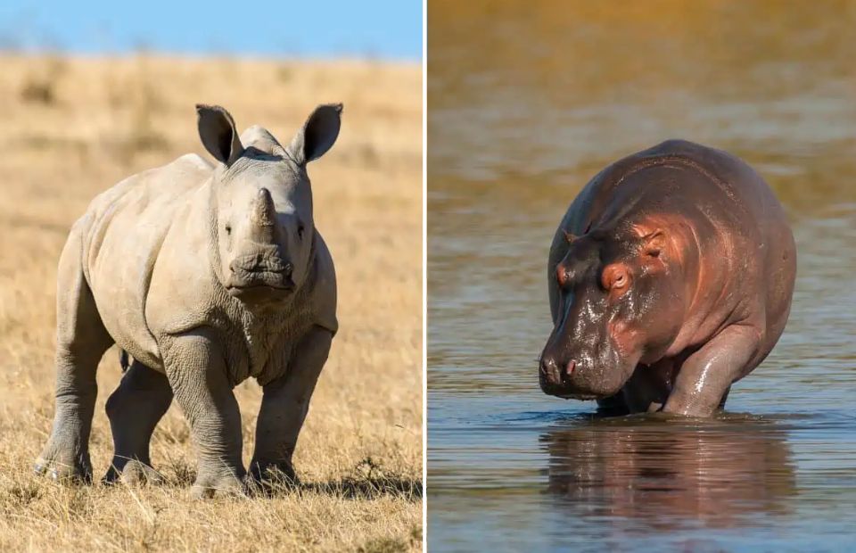 Animals That Could Defeat a Ferocious Hippo
