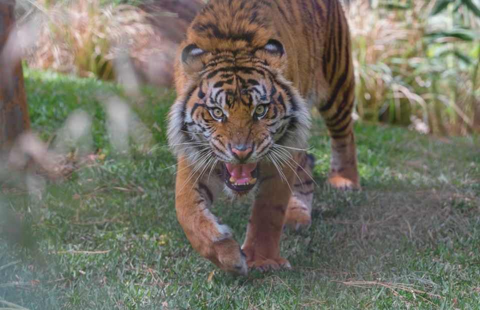Animals That Could Defeat a Ferocious Hippo