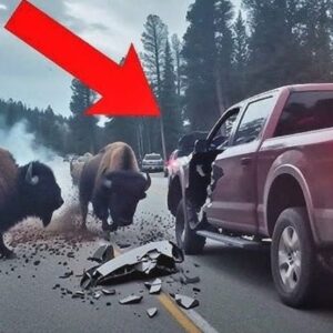Avoid These Animal Encounters, They're Funny And Scary!
