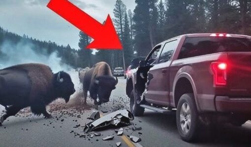 Avoid These Animal Encounters, They're Funny And Scary!