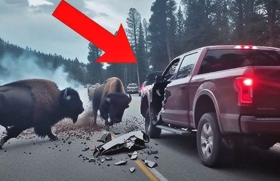 Avoid These Animal Encounters, They're Funny And Scary!
