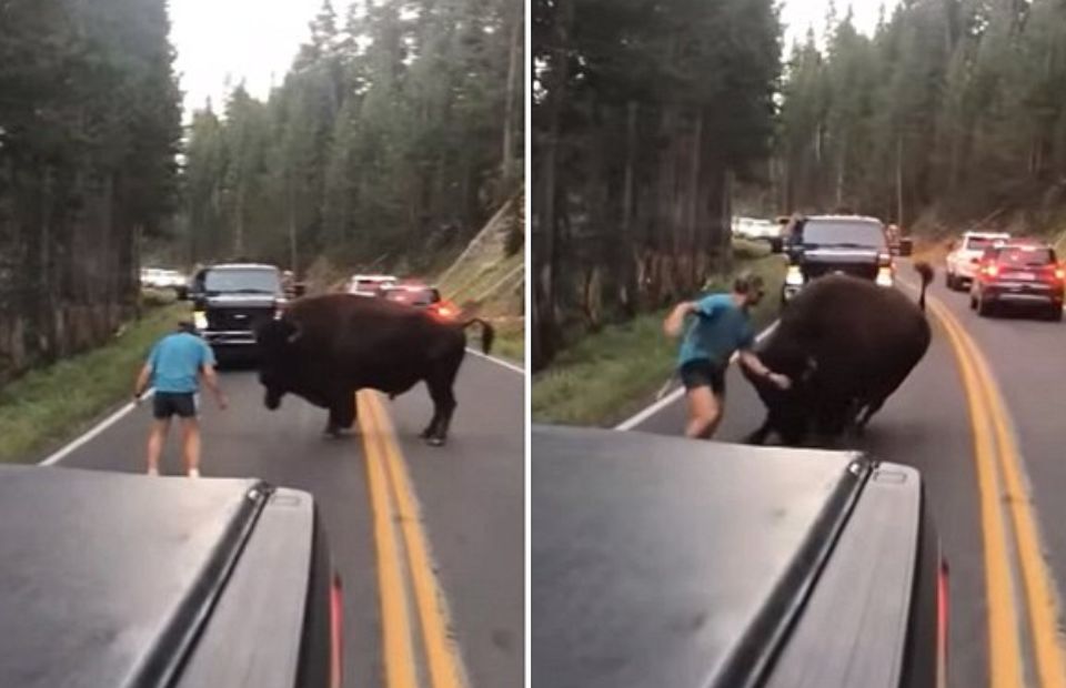 Avoid These Animal Encounters, They're Funny And Scary!