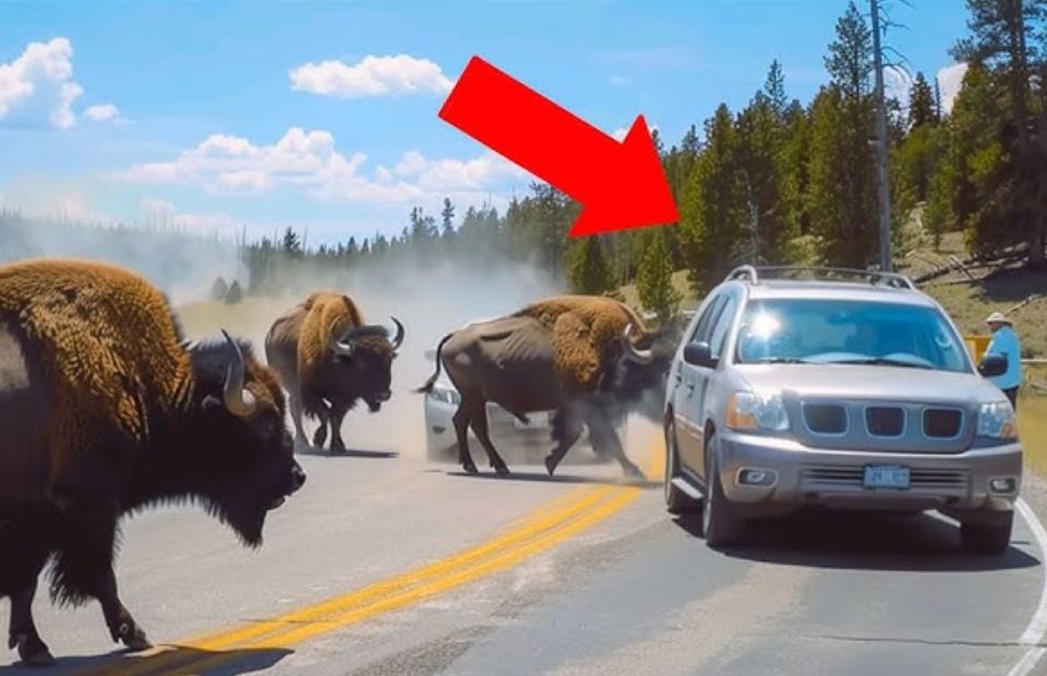 Avoid These Animal Encounters, They're Funny And Scary!