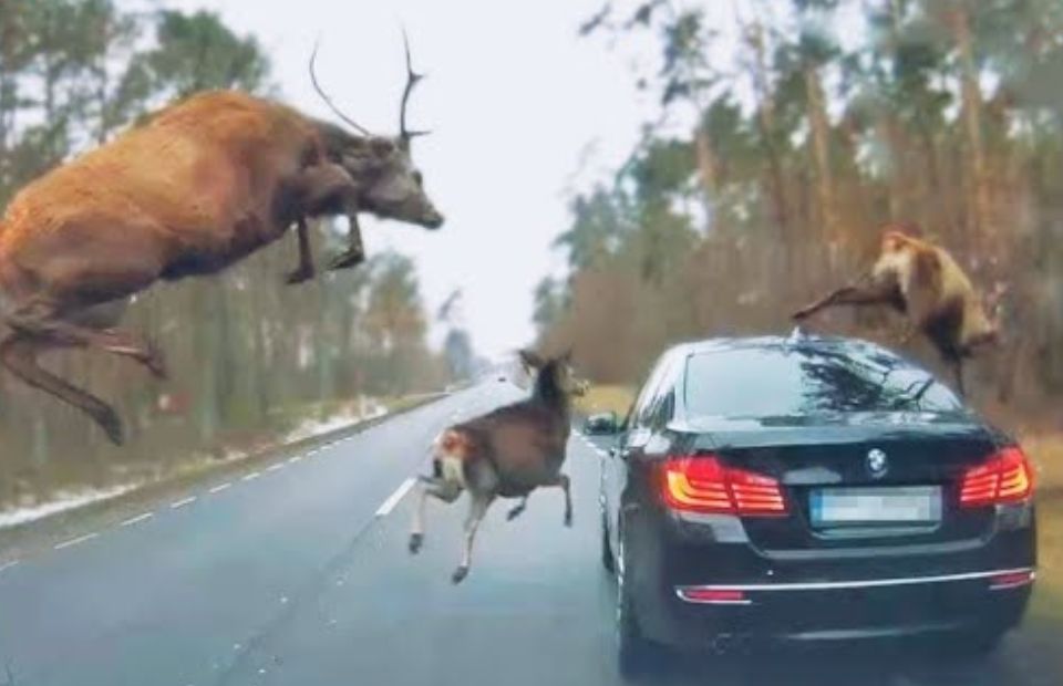 Avoid These Animal Encounters, They're Funny And Scary!