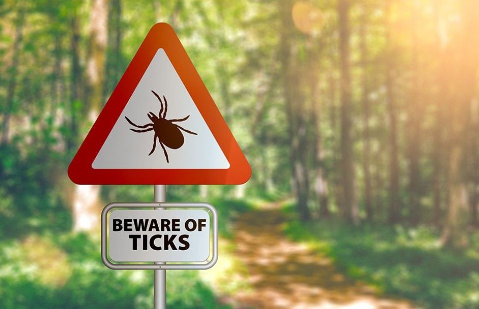No Tick Will Bite If You Do This Before You Leave The house