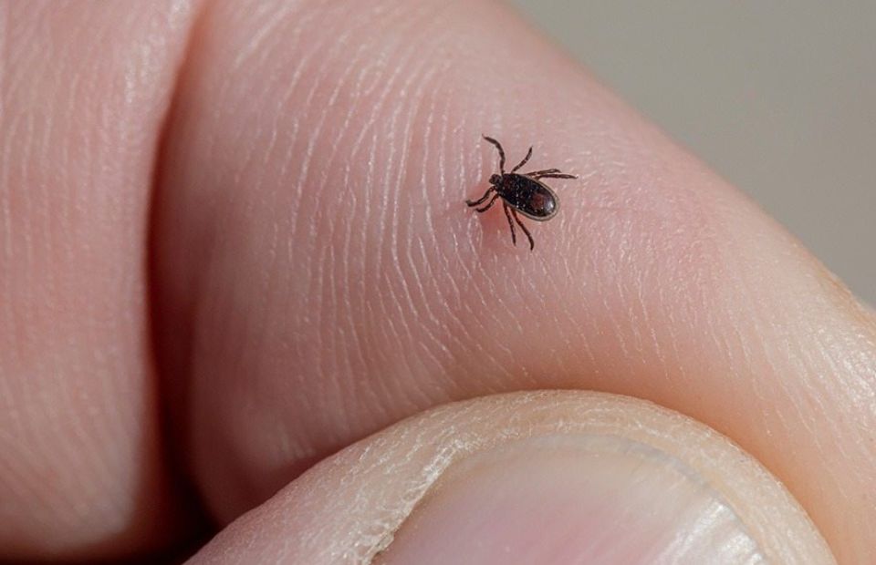 No Tick Will Bite If You Do This Before You Leave The house