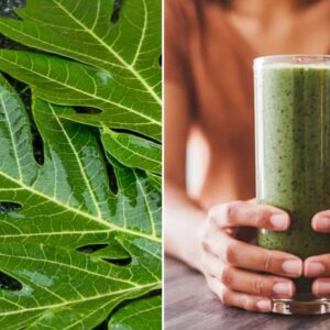 Why Papaya Leaves Might Be the Hair Growth Hack You’ve Been Missing