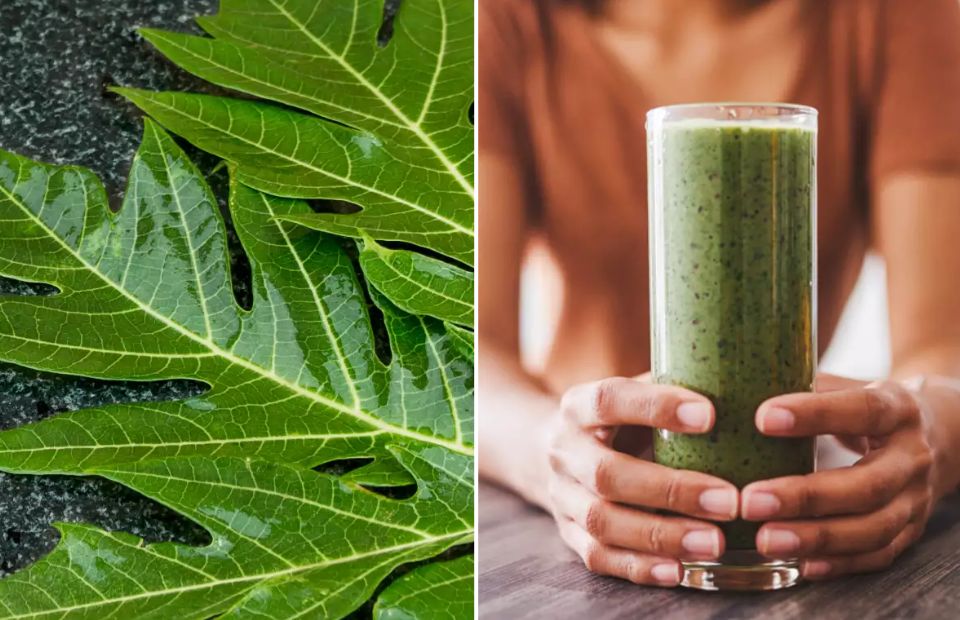 Why Papaya Leaves Might Be the Hair Growth Hack You’ve Been Missing