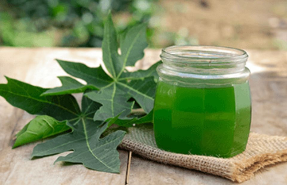 Why Papaya Leaves Might Be the Hair Growth Hack You’ve Been Missing