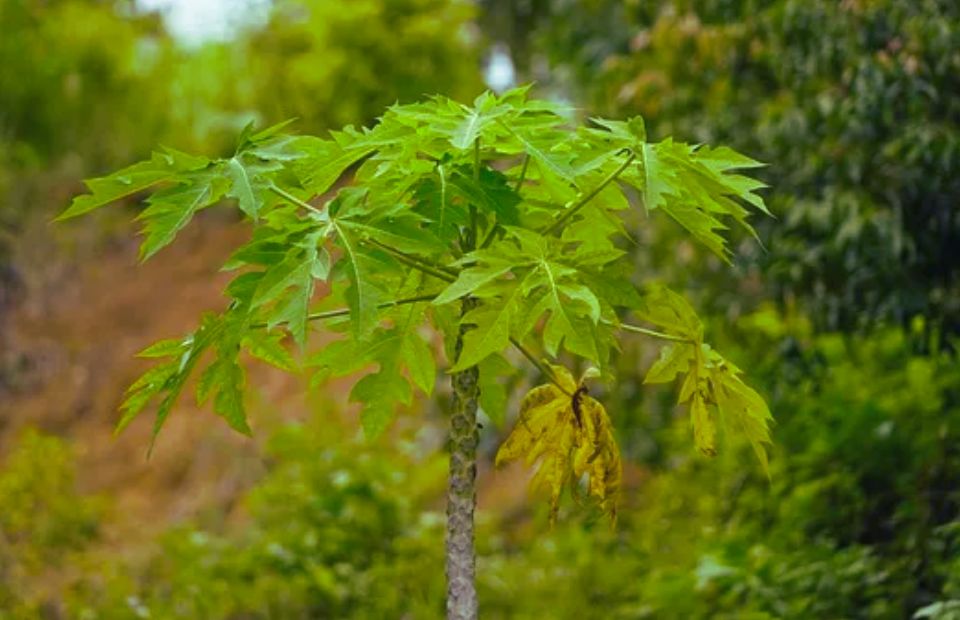 Why Papaya Leaves Might Be the Hair Growth Hack You’ve Been Missing