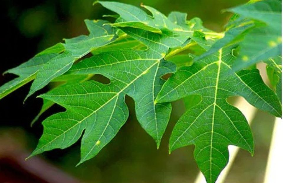 Why Papaya Leaves Might Be the Hair Growth Hack You’ve Been Missing